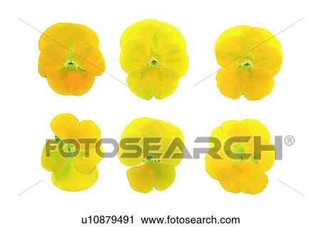 background, flower, yellow, plant View Large Photo Image Stock Image - background, flower, yellow, plant. Fotosearch