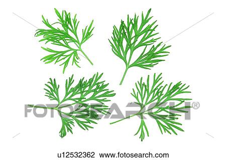 background, green, flower, plant, leaf View Large Photo Image Stock Image - background, green, flower, plant, leaf. Fotosearch