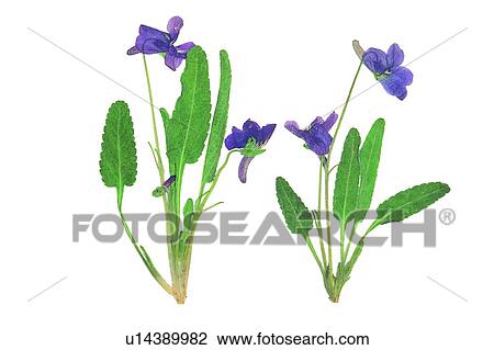 background, green, flower, plant, leaf, purple View Large Photo Image Stock Image - background, green, flower, plant, leaf, purple. Fotosearch