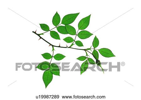 Stock Photo - background, green, leaf, plant, flower. Fotosearch