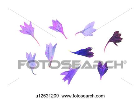 background, petal, purple, plant, flower View Large Photo Image Stock Photo - background, petal, purple, plant, flower. Fotosearch