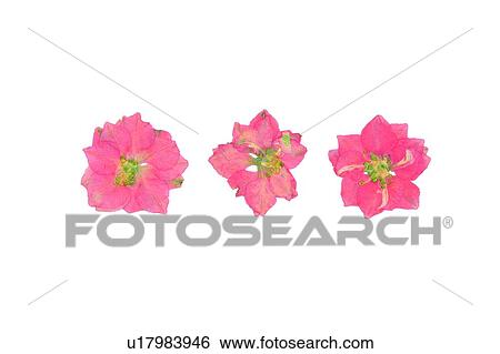 background, pink, plant, flower View Large Photo Image Stock Photograph - background, pink, plant, flower. Fotosearch