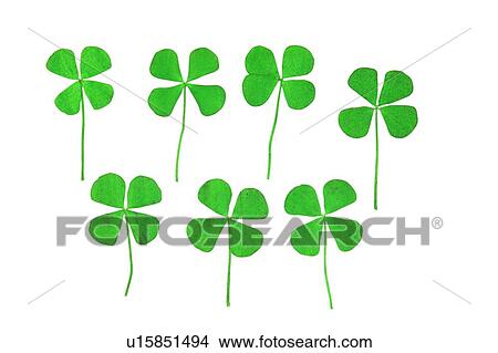 Picture - background, plant, green, four-leaved clover, flower, leaf. Fotosearch