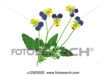 background, purple, plant, yellow, flower, green View Large Photo Image Stock Image - background, purple, plant, yellow, flower, green. Fotosearch