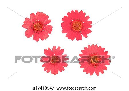 Stock Photo - background, sun flower, orange, plant, flower. Fotosearch