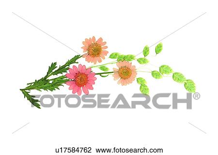 Stock Image - background, sun flower, plant, green, pink, flower. Fotosearch