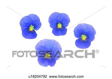 flower, background, blue, plant View Large Photo Image Stock Image - flower, background, blue, plant. Fotosearch