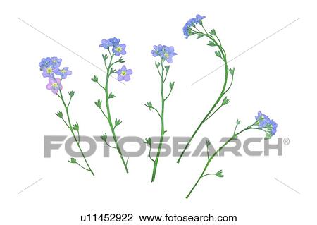 flower, green, purple, leaf, plant, background View Large Photo Image Stock Image - flower, green, purple, leaf, plant, background. Fotosearch