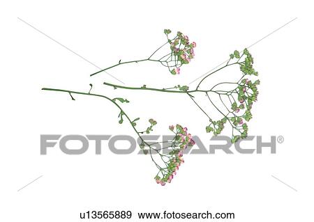 flower, plant, background, leaf, green, pink View Large Photo Image Stock Photo - flower, plant, background, leaf, green, pink. Fotosearch