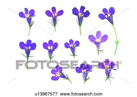 flower, plant, background, purple View Large Photo Image Stock Photo - flower, plant, background, purple. Fotosearch