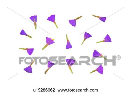 Stock Image - flower, plant, petal, background, purple. Fotosearch