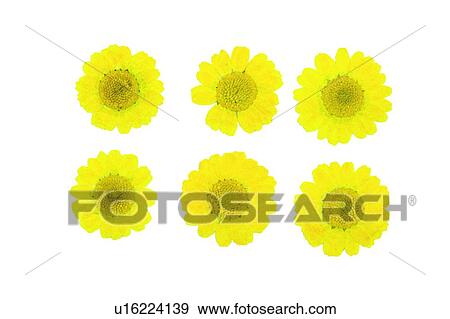 Stock Photo - flower, plant, yellow, background, sun flower. Fotosearch