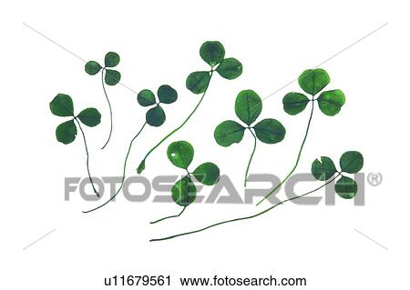 green, flower, background, leaf, plant View Large Photo Image Stock Image - green, flower, background, leaf, plant. Fotosearch