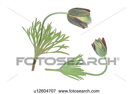 green, leaf, gray, background, plant, flower View Large Photo Image Stock Photo - green, leaf, gray, background, plant, flower. Fotosearch
