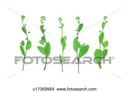 Picture - green, plant, background, flower, leaf. Fotosearch