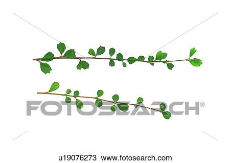 green, plant, flower, leaf, background View Large Photo Image Stock Image - green, plant, flower, leaf, background. Fotosearch