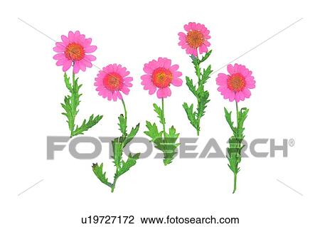 Stock Image - green, sun flower, plant, flower, pink, background. Fotosearch