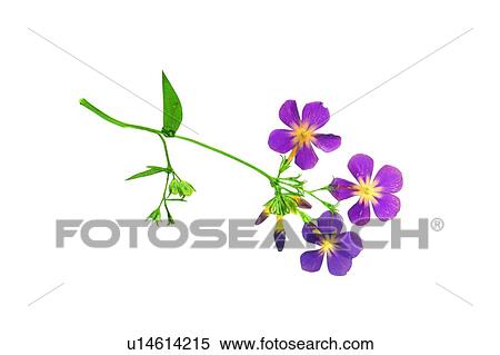 leaf, background, green, plant, flower, purple View Large Photo Image Stock Photography - leaf, background, green, plant, flower, purple. Fotosearch