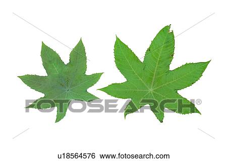 leaf, background, plant, green, flower View Large Photo Image Stock Photograph - leaf, background, plant, green, flower. Fotosearch