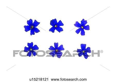 plant, background, blue, flower View Large Photo Image Stock Image - plant, background, blue, flower. Fotosearch