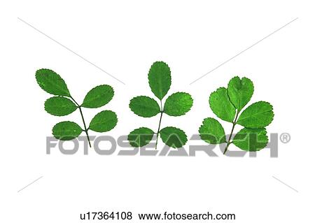 plant, background, flower, green, leaf View Large Photo Image Stock Photo - plant, background, flower, green, leaf. Fotosearch