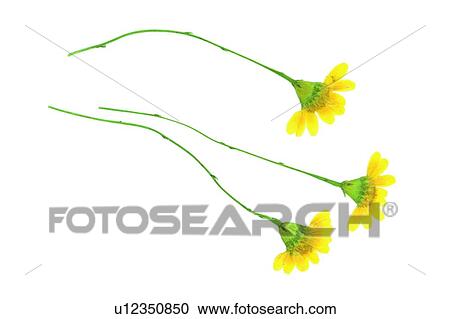 Stock Image - plant, background, flower, yellow. Fotosearch