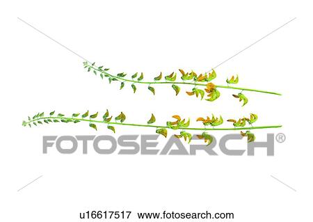 plant, background, green, flower, leaf, yellow View Large Photo Image Stock Photo - plant, background, green, flower, leaf, yellow. Fotosearch
