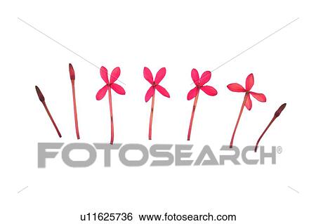 Stock Photograph - plant, background, pink, flower. Fotosearch
