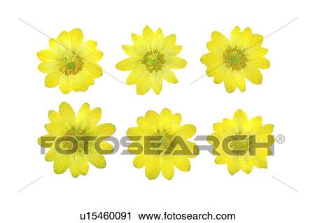 Stock Image - plant, background, yellow, flower, sun flower. Fotosearch