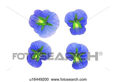 plant, flower, background, blue, green View Large Photo Image Stock Image - plant, flower, background, blue, green. Fotosearch