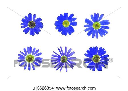 plant, flower, background, blue, sun flower View Large Photo Image Picture - plant, flower, background, blue, sun flower. Fotosearch