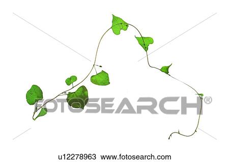 plant, flower, background, green, leaf, vine View Large Photo Image Stock Image - plant, flower, background, green, leaf, vine. Fotosearch
