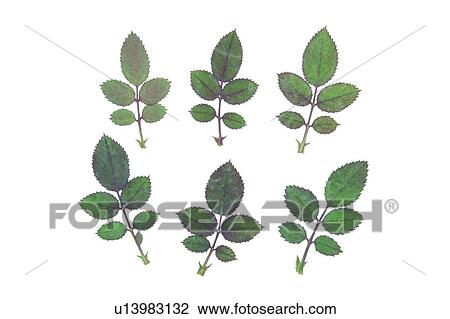 plant, flower, background, green, leaf View Large Photo Image Stock Image - plant, flower, background, green, leaf. Fotosearch