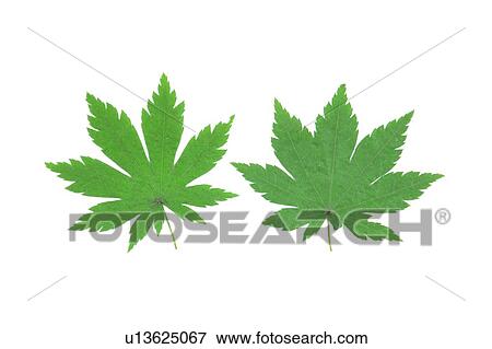 plant, flower, background, green, leaf View Large Photo Image Stock Photo - plant, flower, background, green, leaf. Fotosearch