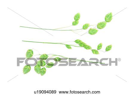 plant, flower, background, green, leaf View Large Photo Image Stock Photo - plant, flower, background, green, leaf. Fotosearch