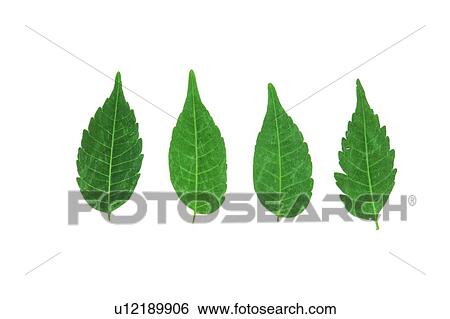 plant, flower, background, leaf, green View Large Photo Image Stock Photograph - plant, flower, background, leaf, green. Fotosearch