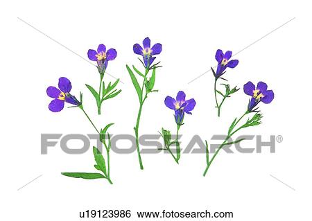 Stock Photograph - plant, flower, background, leaf, purple. Fotosearch