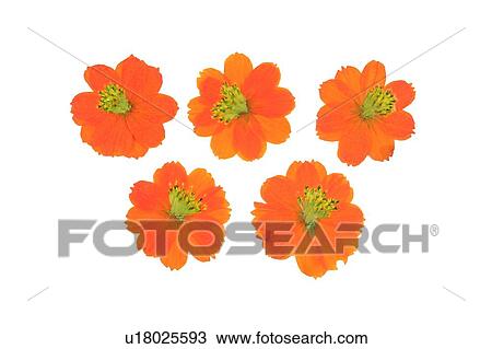 Stock Image - plant, flower, background, orange. Fotosearch