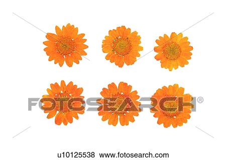 plant, flower, background, orange, sun flower View Large Photo Image Stock Photo - plant, flower, background, orange, sun flower. Fotosearch