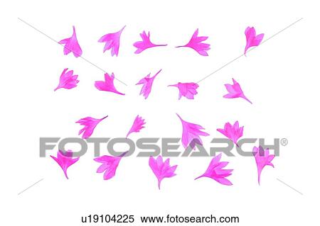 Stock Photography - plant, flower, background, pink, petal. Fotosearch
