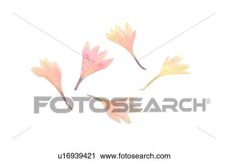plant, flower, background, pink, yellow, petal View Large Photo Image Stock Image - plant, flower, background, pink, yellow, petal. Fotosearch