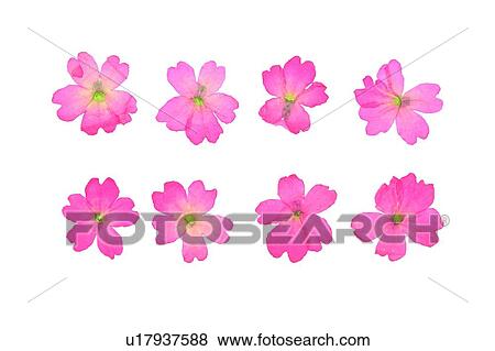 plant, flower, background, pink View Large Photo Image Stock Photo - plant, flower, background, pink. Fotosearch