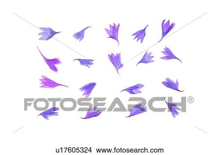 plant, flower, background, purple, petal View Large Photo Image Picture - plant, flower, background, purple, petal. Fotosearch