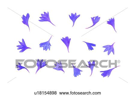 Stock Photo - plant, flower, background, purple, petal. Fotosearch