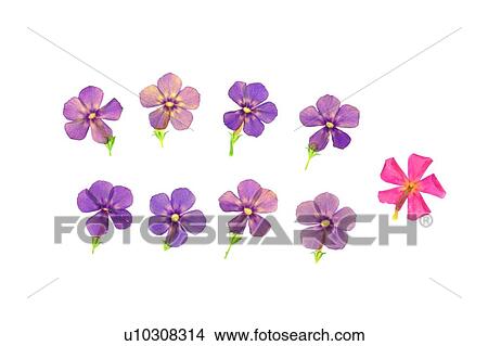 plant, flower, background, purple, pink View Large Photo Image Picture - plant, flower, background, purple, pink. Fotosearch
