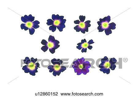 plant, flower, background, purple, yellow View Large Photo Image Stock Image - plant, flower, background, purple, yellow. Fotosearch