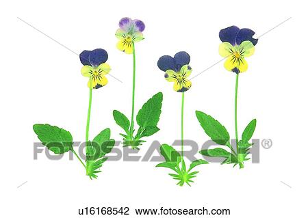 plant, flower, background, purple, leaf, green View Large Photo Image Stock Image - plant, flower, background, purple, leaf, green. Fotosearch