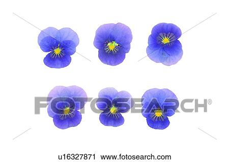 Stock Image - plant, flower, background, purple, yellow. Fotosearch