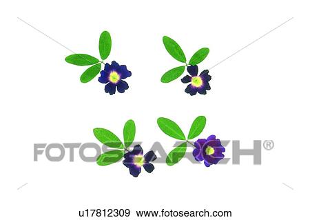 plant, flower, background, purple, green, leaf View Large Photo Image Stock Photo - plant, flower, background, purple, green, leaf. Fotosearch