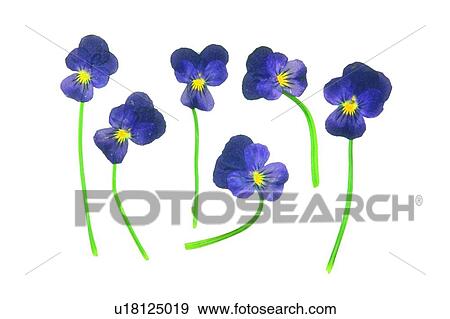 plant, flower, background, purple View Large Photo Image Stock Photo - plant, flower, background, purple. Fotosearch